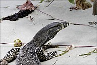 41-Varanus-4628.jpg