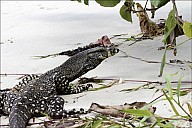 42-Varanus-4634.jpg