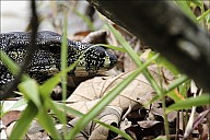 43-Varanus-4645.jpg