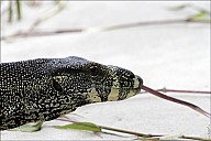 44-Varanus-4649.jpg