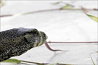 45-Varanus-4655.jpg