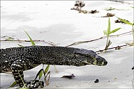 46-Varanus-4659.jpg