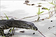 47-Varanus-4661.jpg