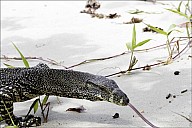 47-Varanus-4661.jpg