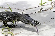 48-Varanus-4663.jpg