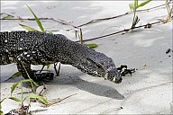 49-Varanus-4664.jpg