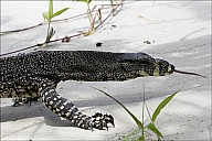 50-Varanus-4667.jpg