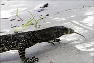 51-Varanus-4679.jpg