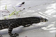 52-Varanus-4681.jpg