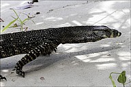 53-Varanus-4685.jpg