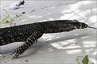 54-Varanus-4686.jpg