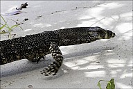 55-Varanus-4687-abc.jpg: 800x534, 206k (2013-02-03, 11:08)