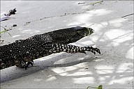 56-Varanus-4689.jpg