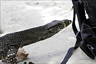 58-Varanus-4694.jpg