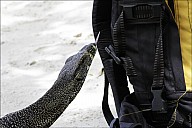 59-Varanus-4696-abc.jpg