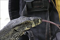 60-Varanus-4706-abc.jpg: 800x534, 218k (2013-02-03, 11:08)