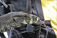 61-Varanus-4708-abc.jpg