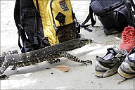 62-Varanus-4713.jpg