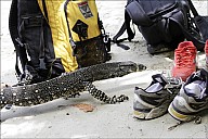 63-Varanus-4715.jpg