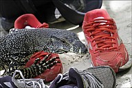 65-Varanus-4722-abc.jpg: 800x534, 231k (2013-02-03, 11:09)