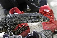 66-Varanus-4724.jpg