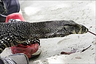 67-Varanus-4727.jpg