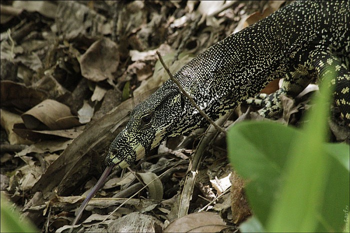 02-Varanus-4399-abc.jpg: 800x534, 247k (2013-02-03, 11:06)