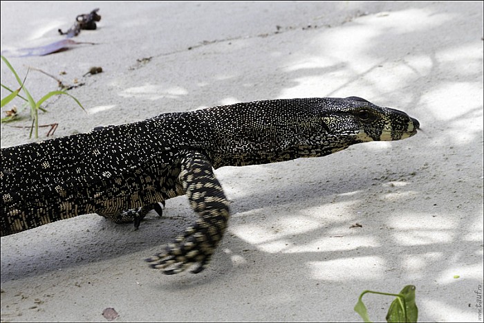 55-Varanus-4687-abc.jpg: 800x534, 206k (2013-02-03, 11:08)