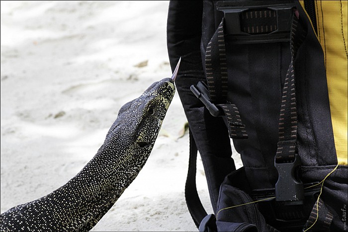 59-Varanus-4696-abc.jpg: 800x534, 169k (2013-02-03, 11:08)