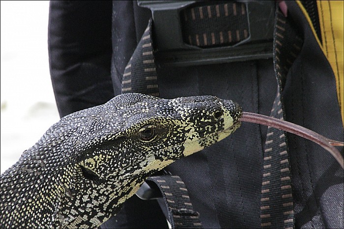 60-Varanus-4706-abc.jpg: 800x534, 218k (2013-02-03, 11:08)