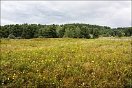 Forest-03_MG_1773.jpg