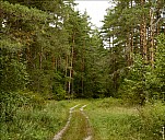 Forest-06_MG_1767-69.jpg