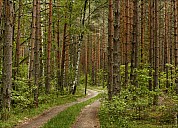 Forest-14_MG_9276-79.jpg