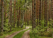 Forest-14_MG_9276-79.jpg