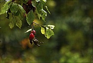 2017-09-Uzkow-30_MG_7977.jpg