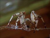 2020-08-02-Spider-02-8020964.jpg