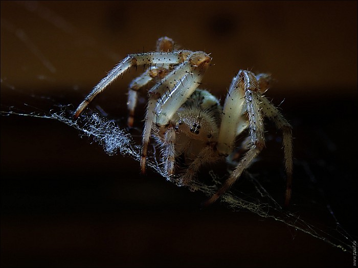 2020-08-02-Spider-03-8020999-abc.jpg: 1599x1200, 287k (2020-08-15, 12:45)