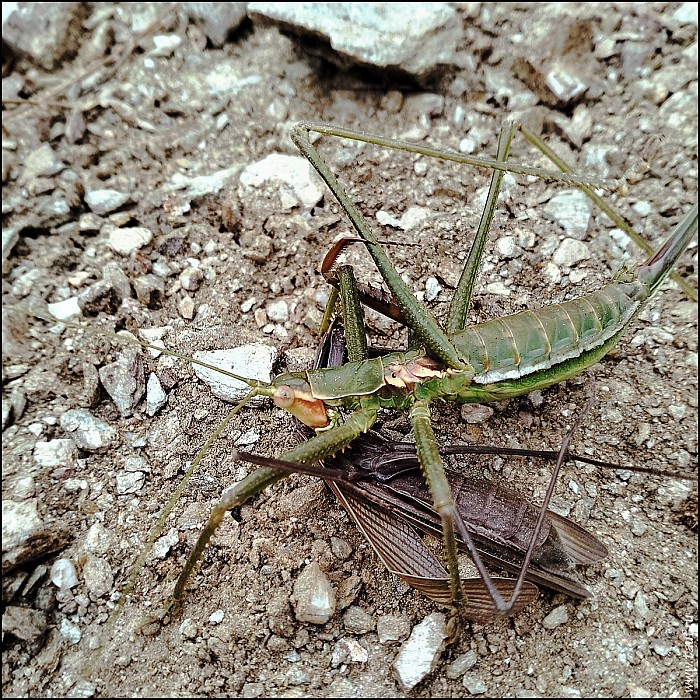 2026_NY_7_Faun-09-20251222132813-abc.jpg: 1200x1200, 947k (2026-02-06, 20:08)