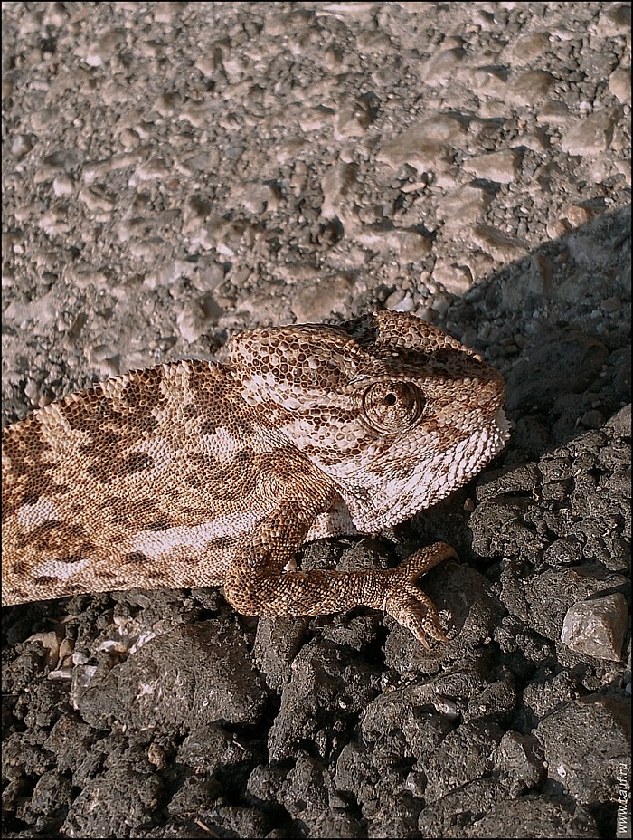 2026_NY_7_Faun-06-20250819084102-abc.jpg: 905x1200, 670k (2026-02-06, 20:08)