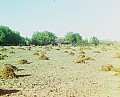 21185u.jpg