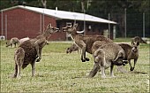 2012sel-Australia-37.jpg: 950x588, 254k (2013-11-06, 20:35)
