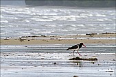 2012sel-Australia-09.jpg: 800x534, 180k (2013-11-06, 20:32)