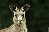 2012sel-Australia-40.jpg: 950x634, 202k (2013-11-06, 20:35)