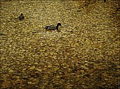 2019-10-04-FallRunning-21-041013-abc.jpg: 1599x1200, 1132k (2023-09-02, 12:50)